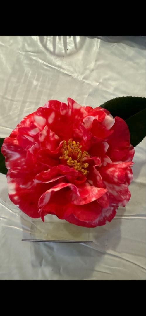 レイジェントリー グラツィオーソ | Tomboy