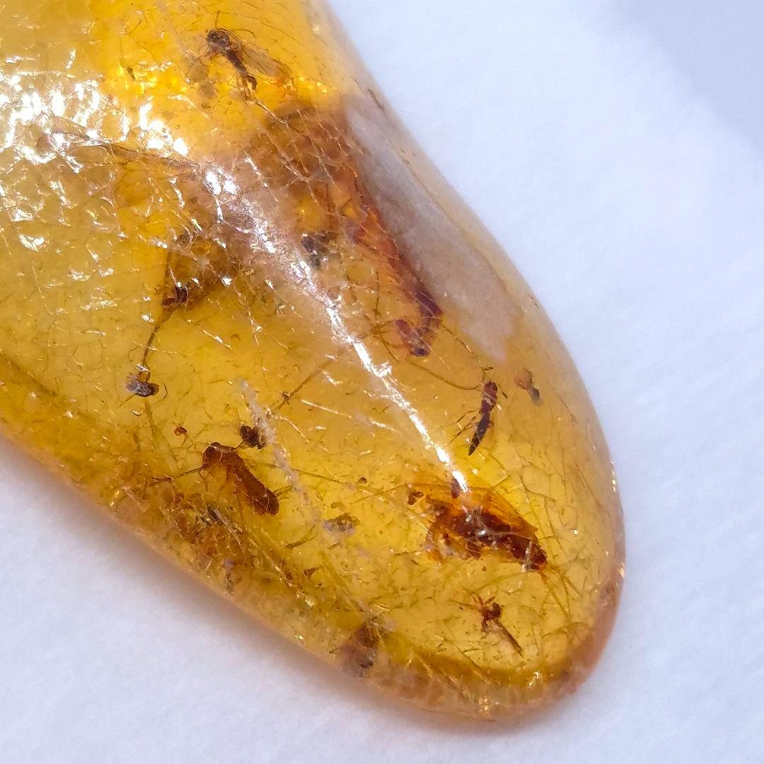 美品 虫入り コーパル 化石 天然 マダガスカル海産 51.16mm cp3