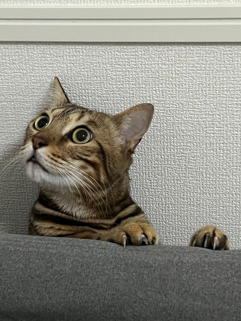 ワンピース mi_pon 再入荷】スタンドカラーのピンタックロングワンピース（ミモザ