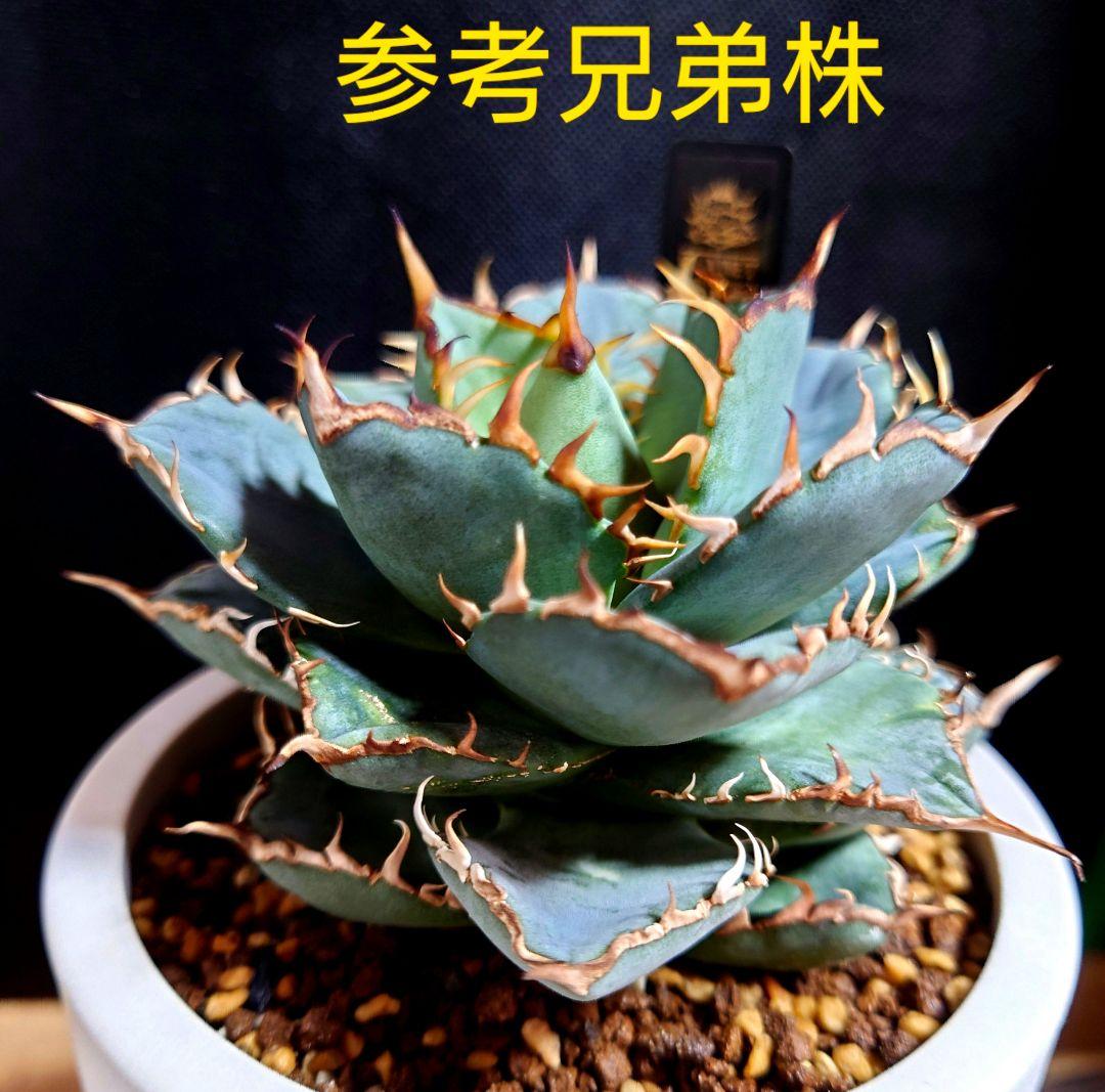 子株⑦ 獄フィリ 地獄フィリグリー アガベ フィリグリー 青葉 - メルカリ