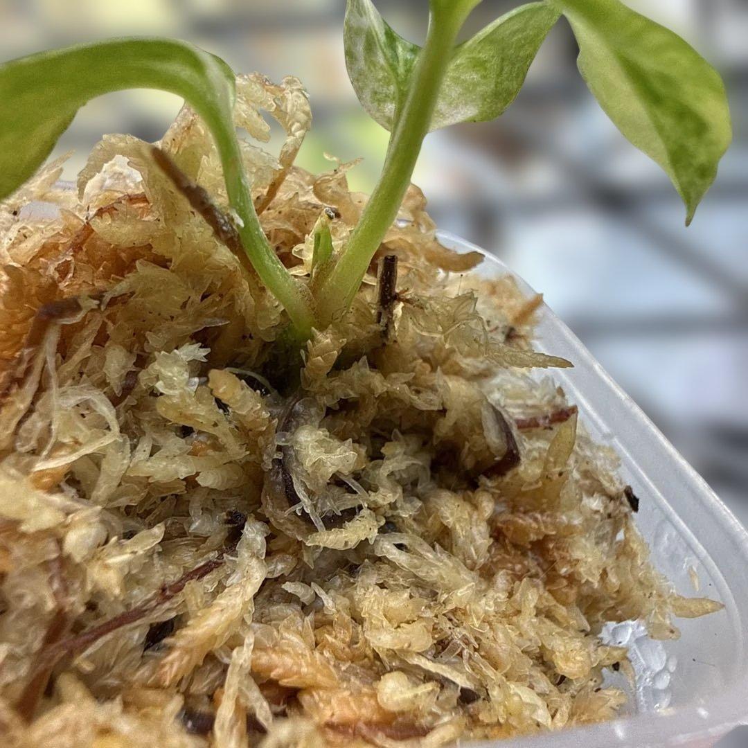 縄*⁇様 アンスリウム (papi×cry var)× michelle 斑入り