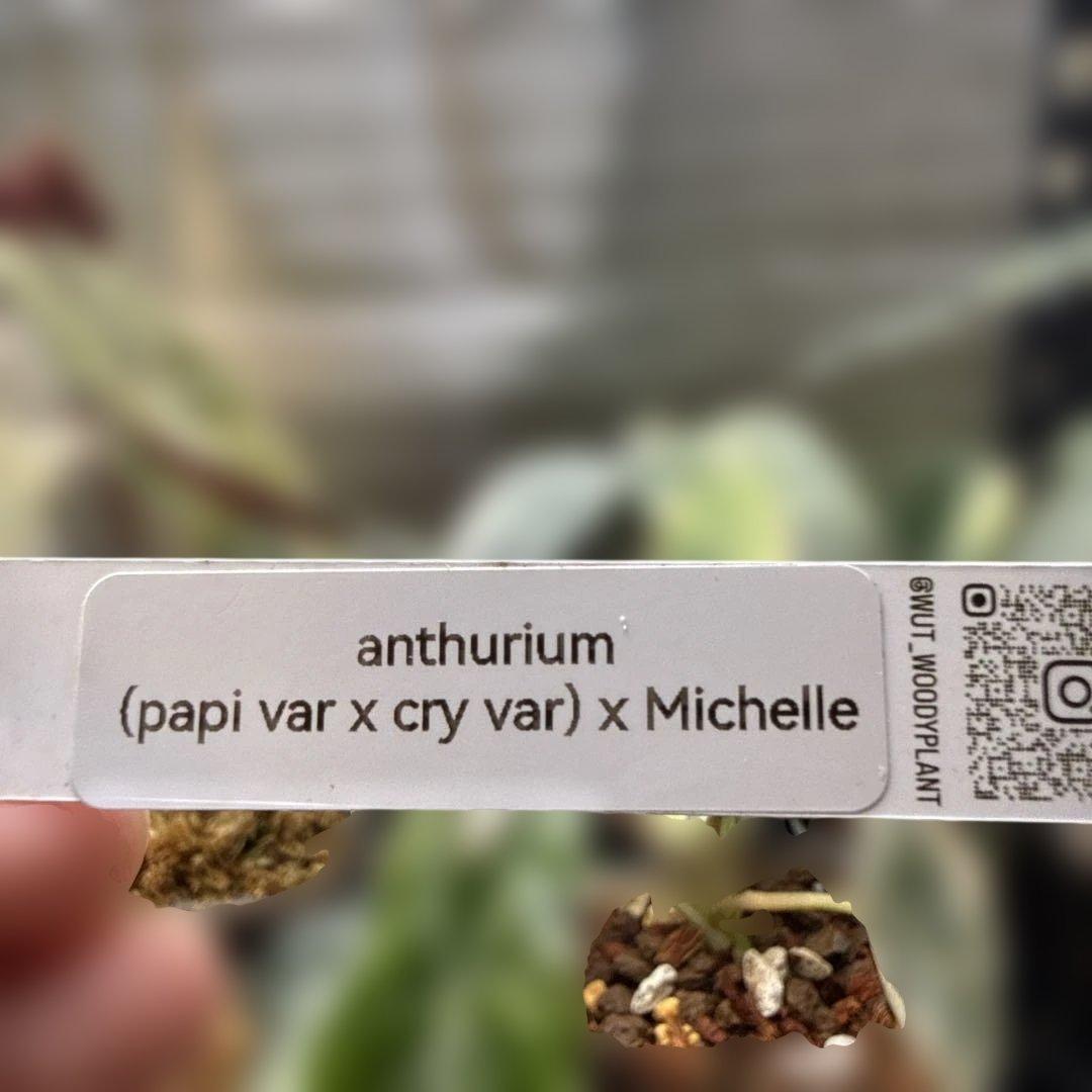 縄*⁇様 アンスリウム (papi×cry var)× michelle 斑入り