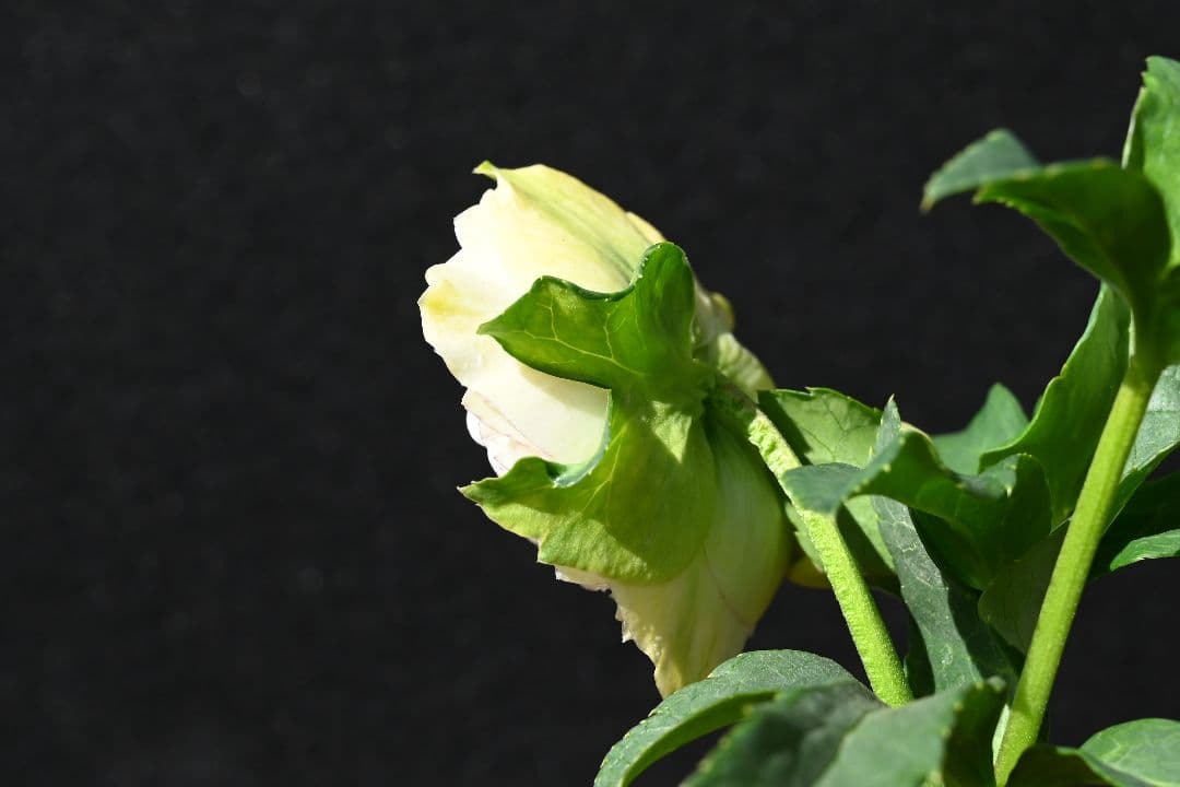 クリスマスローズ 認定ホワイトアフロディーテ メビウス交配最新花