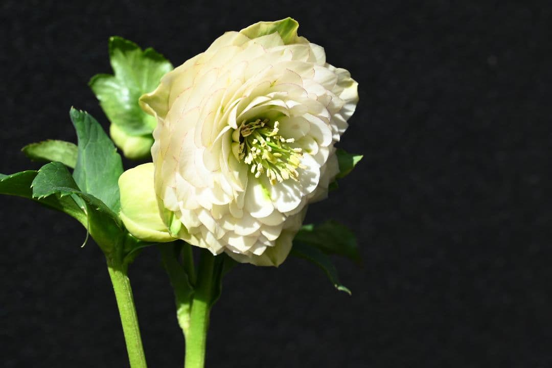 クリスマスローズ 認定ホワイトアフロディーテ メビウス交配最新花