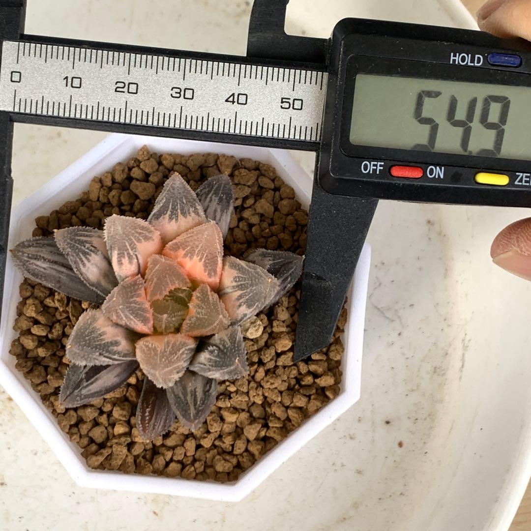 多肉植物 ハオルチア 白帝城錦糊斑 - メルカリ