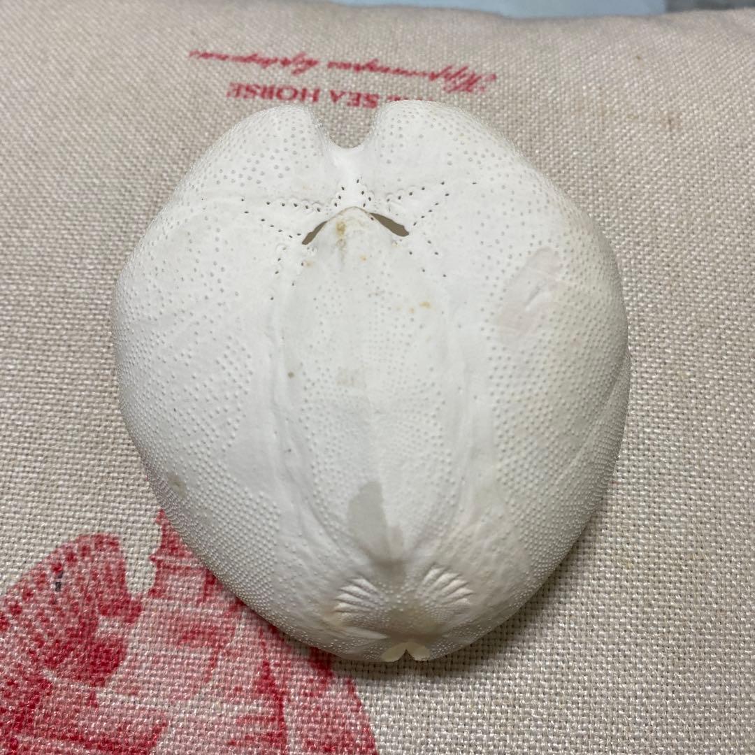 ライオンブンブク♡ウニ殻♡標本 - メルカリ