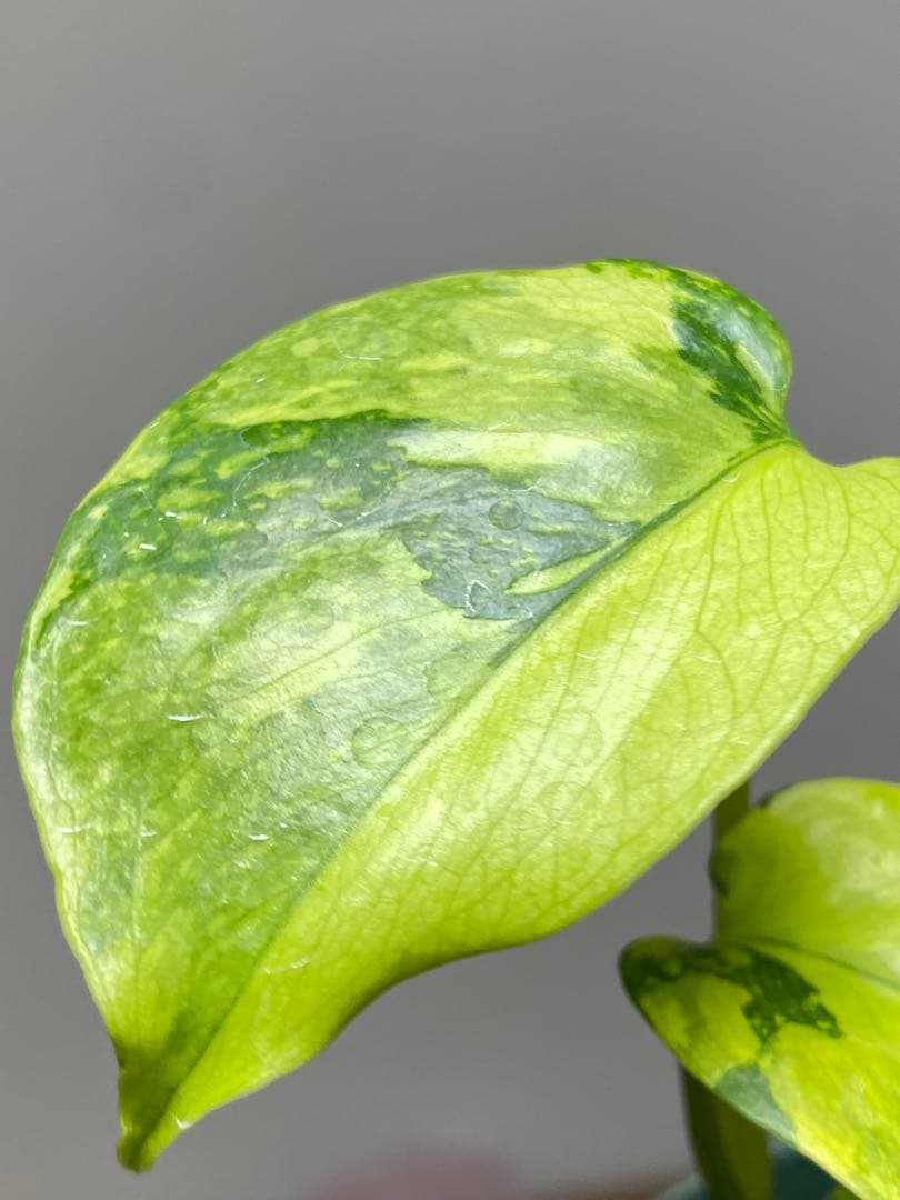 超美株✨超希少‼️】モンステラ エレクトロライト 斑入り レア 人気