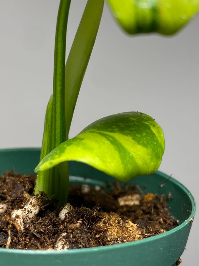 超美株✨超希少‼️】モンステラ エレクトロライト 斑入り レア 人気