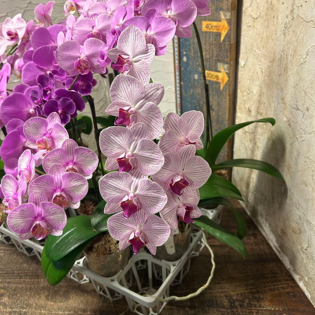 特選】 胡蝶蘭 8種10ポット ピンクアソート ファレノプシス