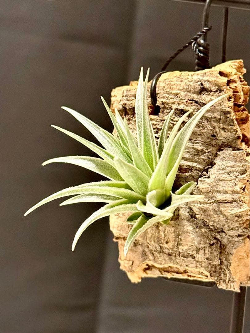 Tillandsia roseiflora - メルカリ