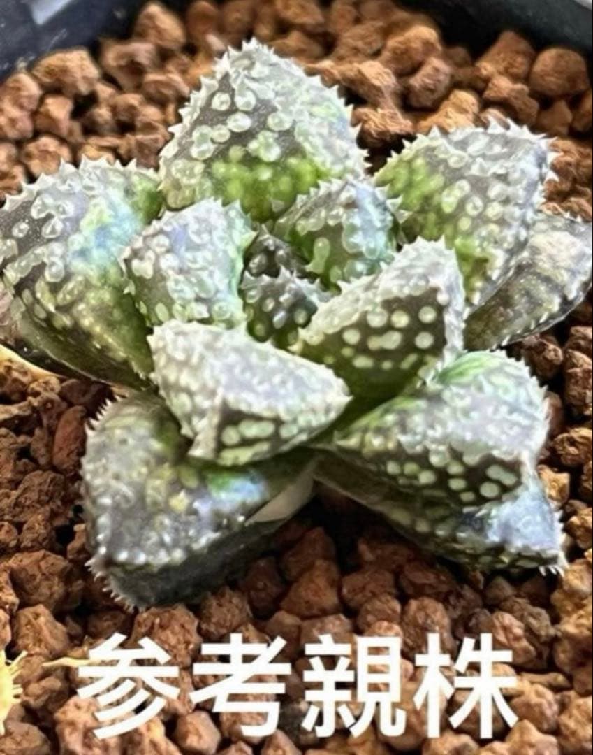 ハオルチア 王蟲　葉挿し　発根発芽済み ハオルチア 王蟲 葉挿し 発根発芽済み - メルカリ