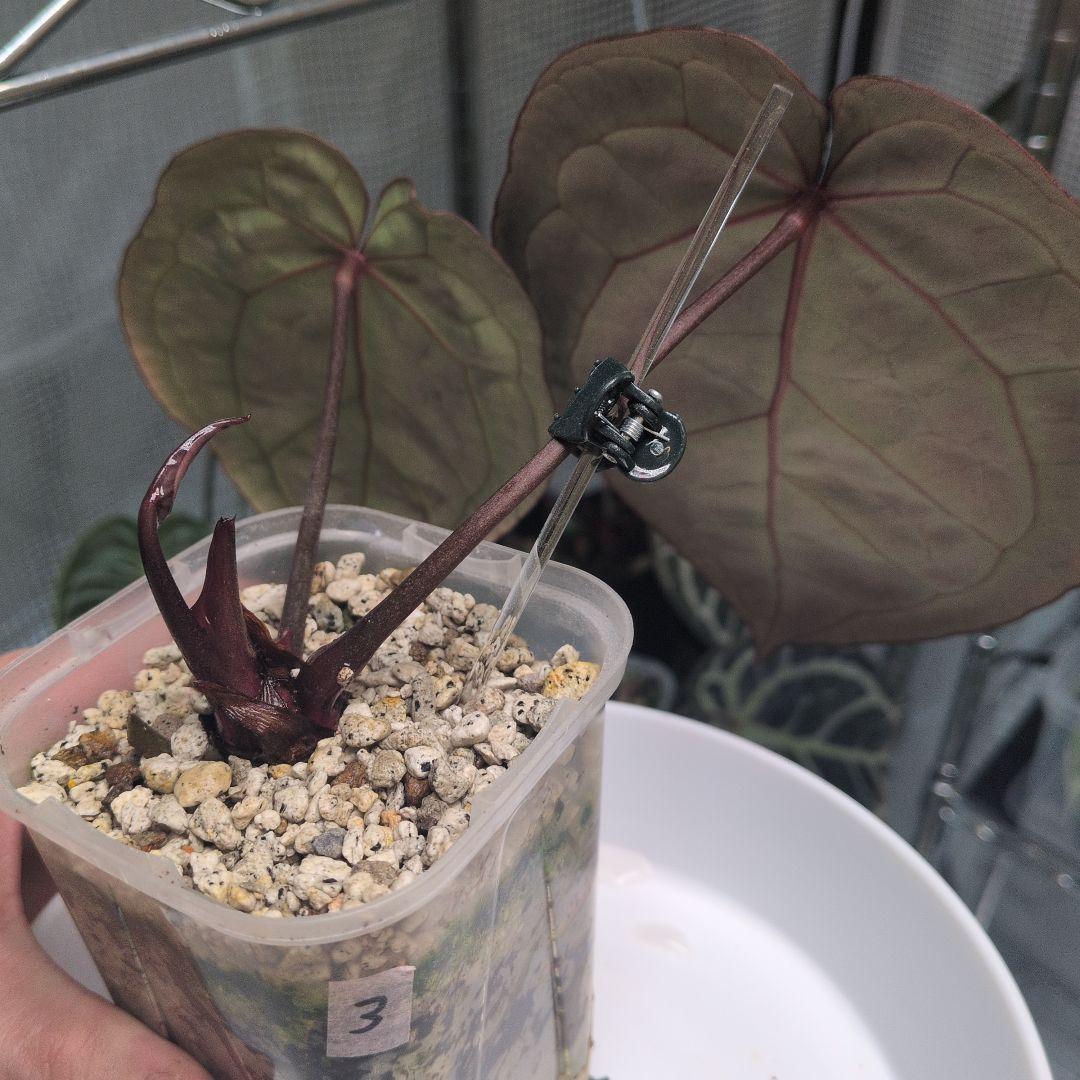 アンスリウム KOS x Red crystalinum Huタグ付き - メルカリ