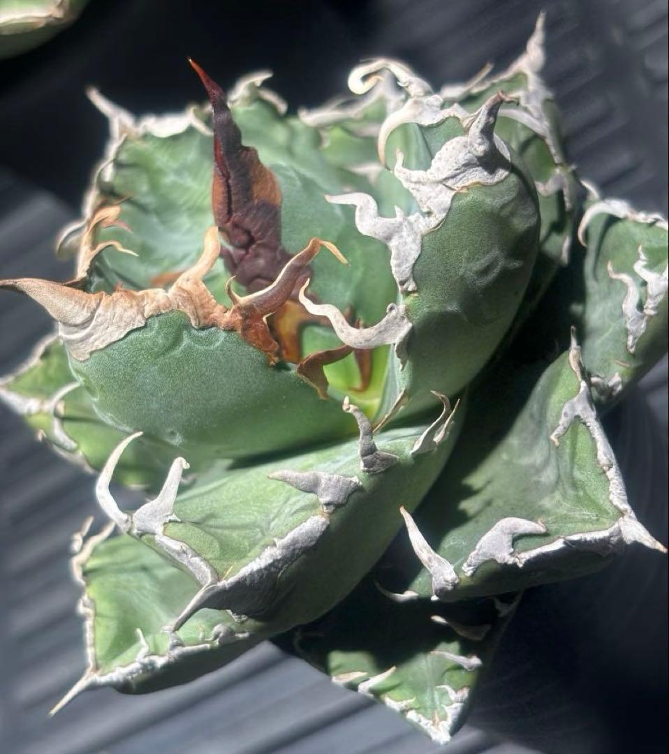 アガベスーパーチタノタ（極上株）超S級悪魔くんBAKEMONO激レア高級品種！ m86913808462_1.jpg?1771592533