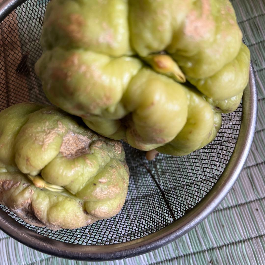 ハヤトウリ種 2個 芽が見えます - メルカリ