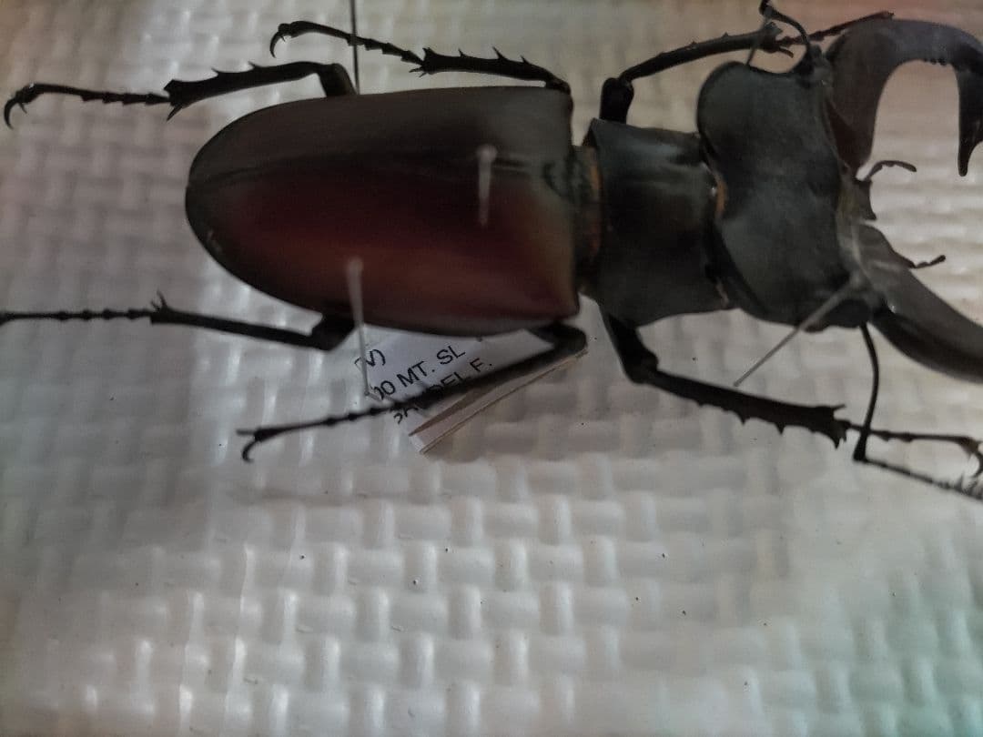 ヨーロッパミヤマクワガタ ♂ 約75mm標本 イタリア産 - メルカリ