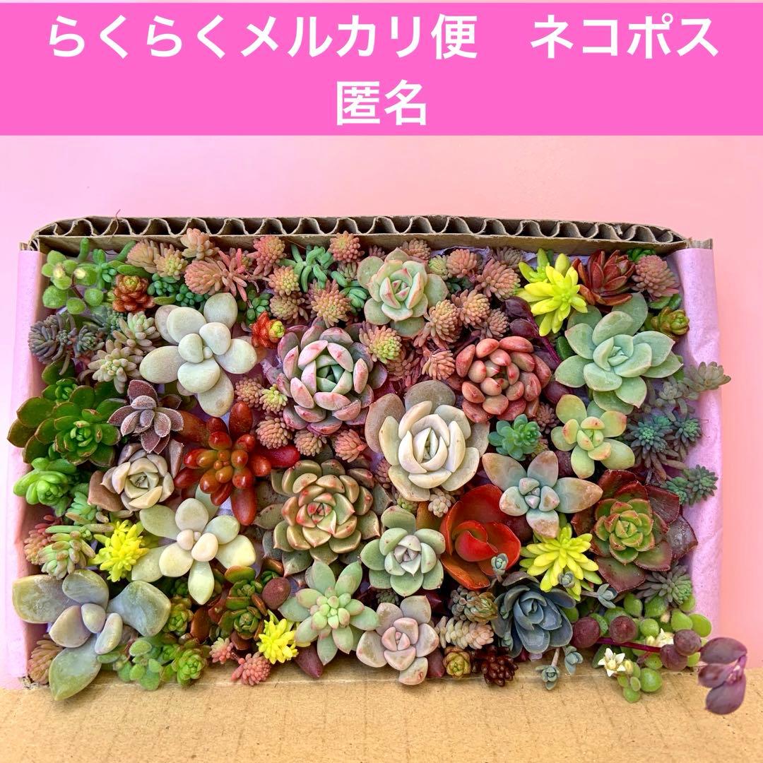多肉植物 カット苗 詰め合わせ 寄せ植えセット エケベリア セダム 箱