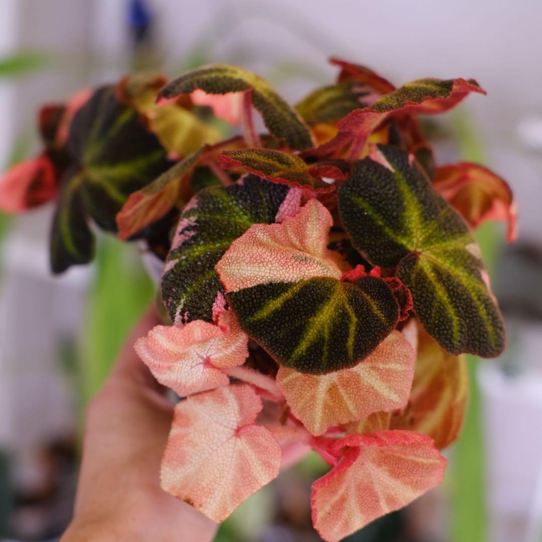 Begonia soli mutata Var│ベゴニア ソリムタータ ピンク④ Begonia soli mutata Variegated│ベゴニア ソリムタータ バリエガータ