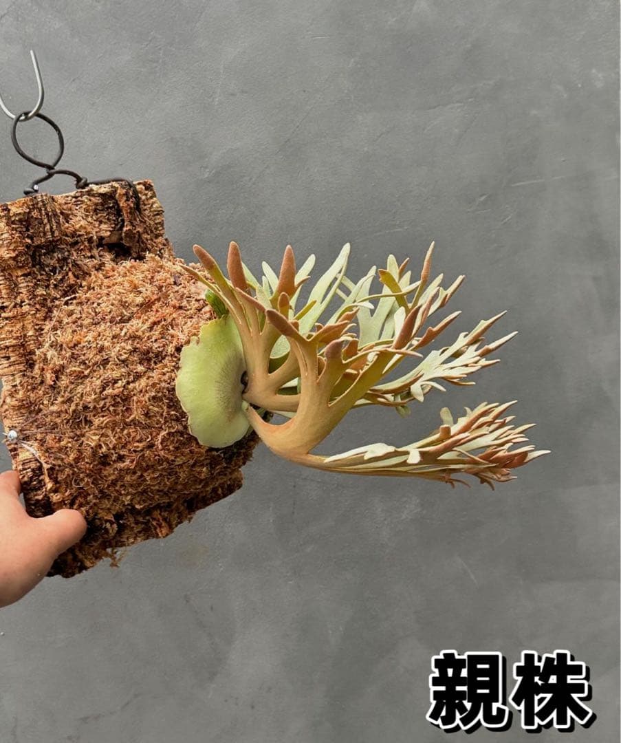 ビカクシダ P.willinckii Golden Boy sporeling - メルカリ