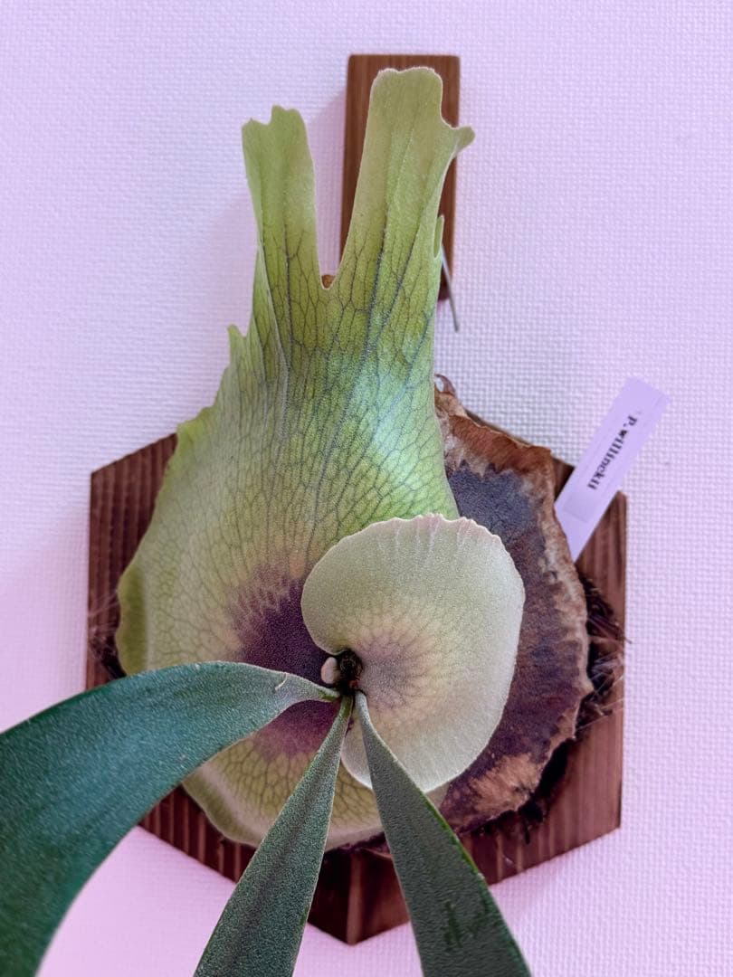 P. willinckii spore - メルカリ