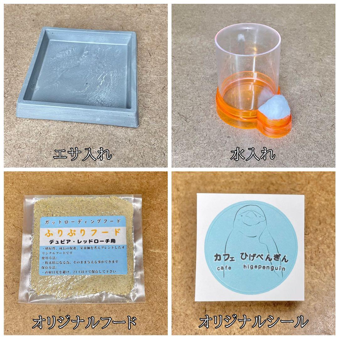 Piiiiiiiiii様　S ((フル))