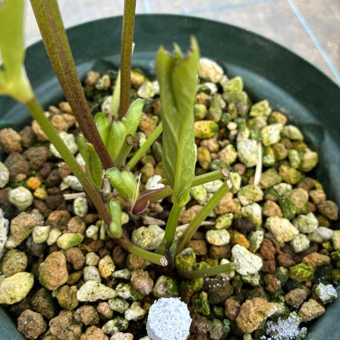 クリスマスローズ リバーシブル グリーンフラッシュ 6寸 - メルカリ