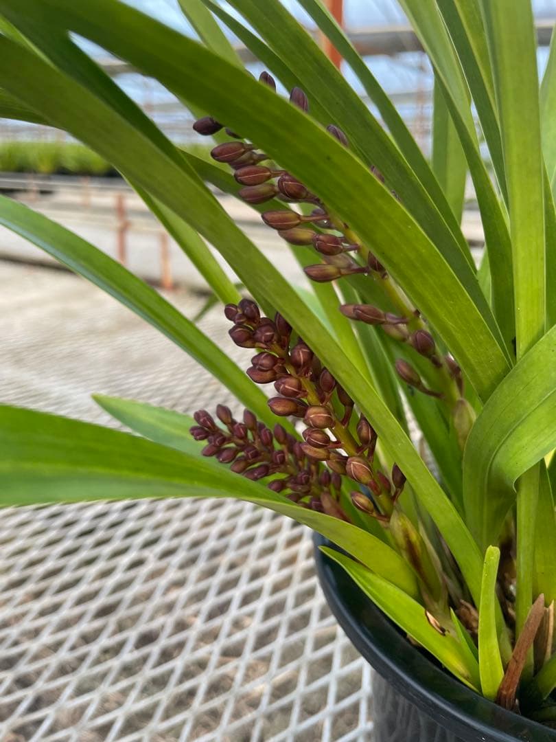 R8年キンリョウヘン花芽4本#7 - メルカリ