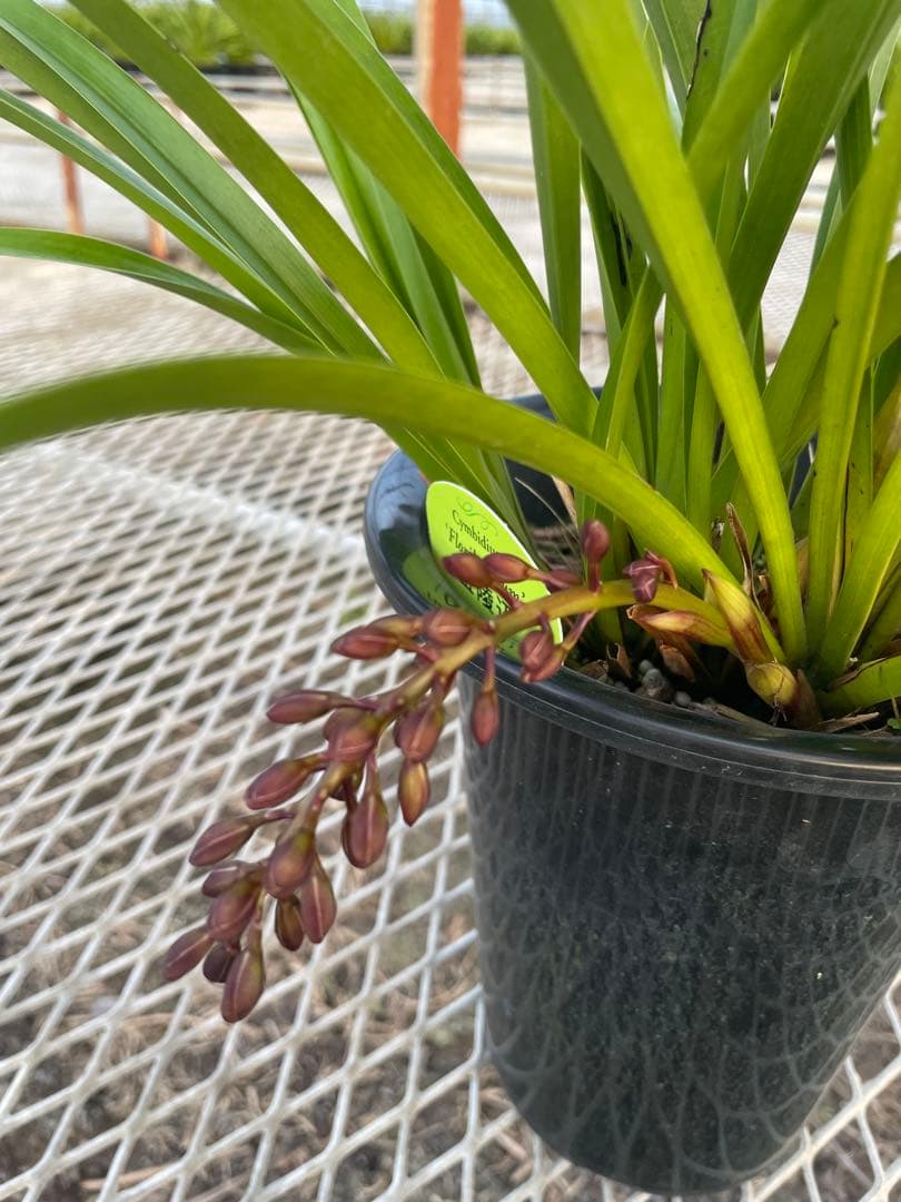 R8年キンリョウヘン花芽4本#7 - メルカリ