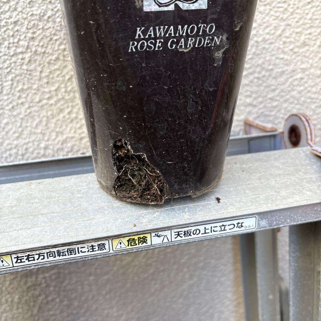 バラ苗 ラヴァンド・ラルム&カフェ・モカ 2苗セットプラ鉢ごとゆうゆう