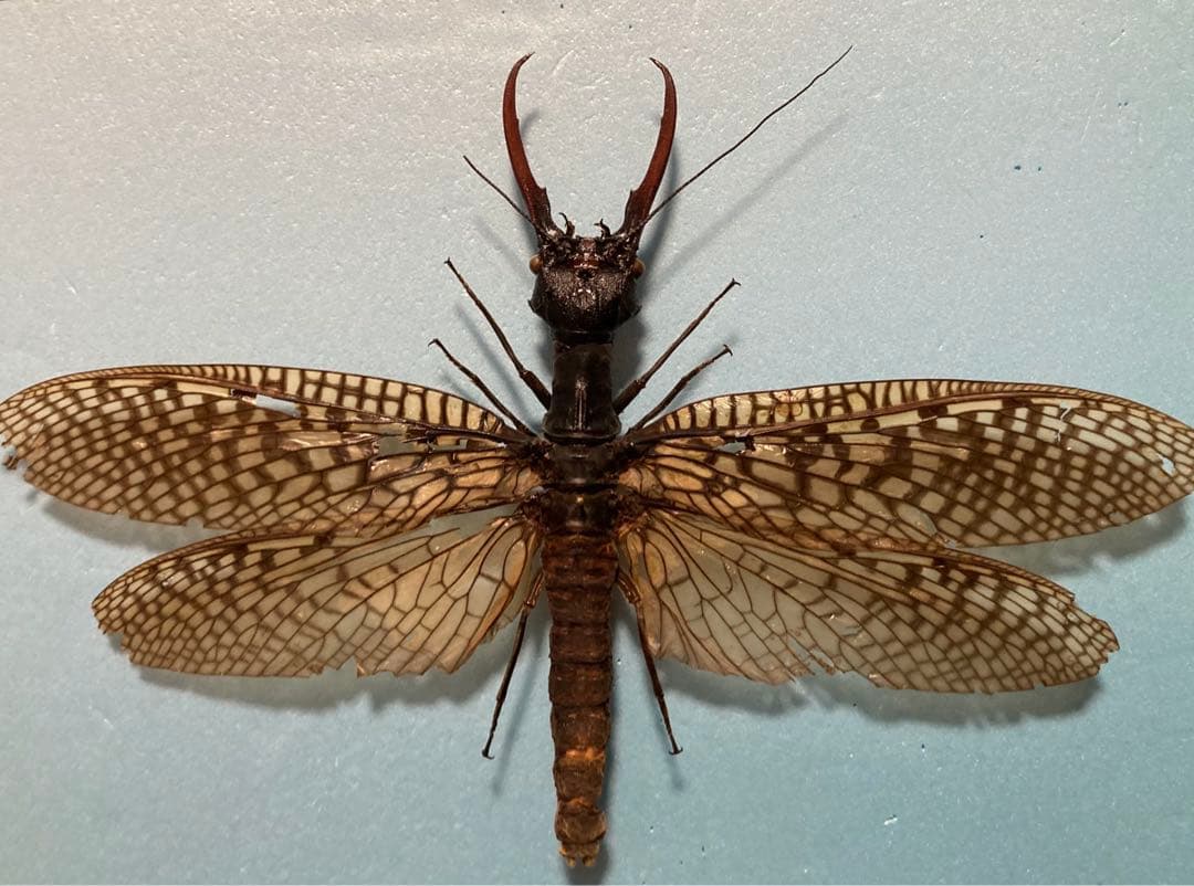 特大 オオキバヘビトンボ - メルカリ