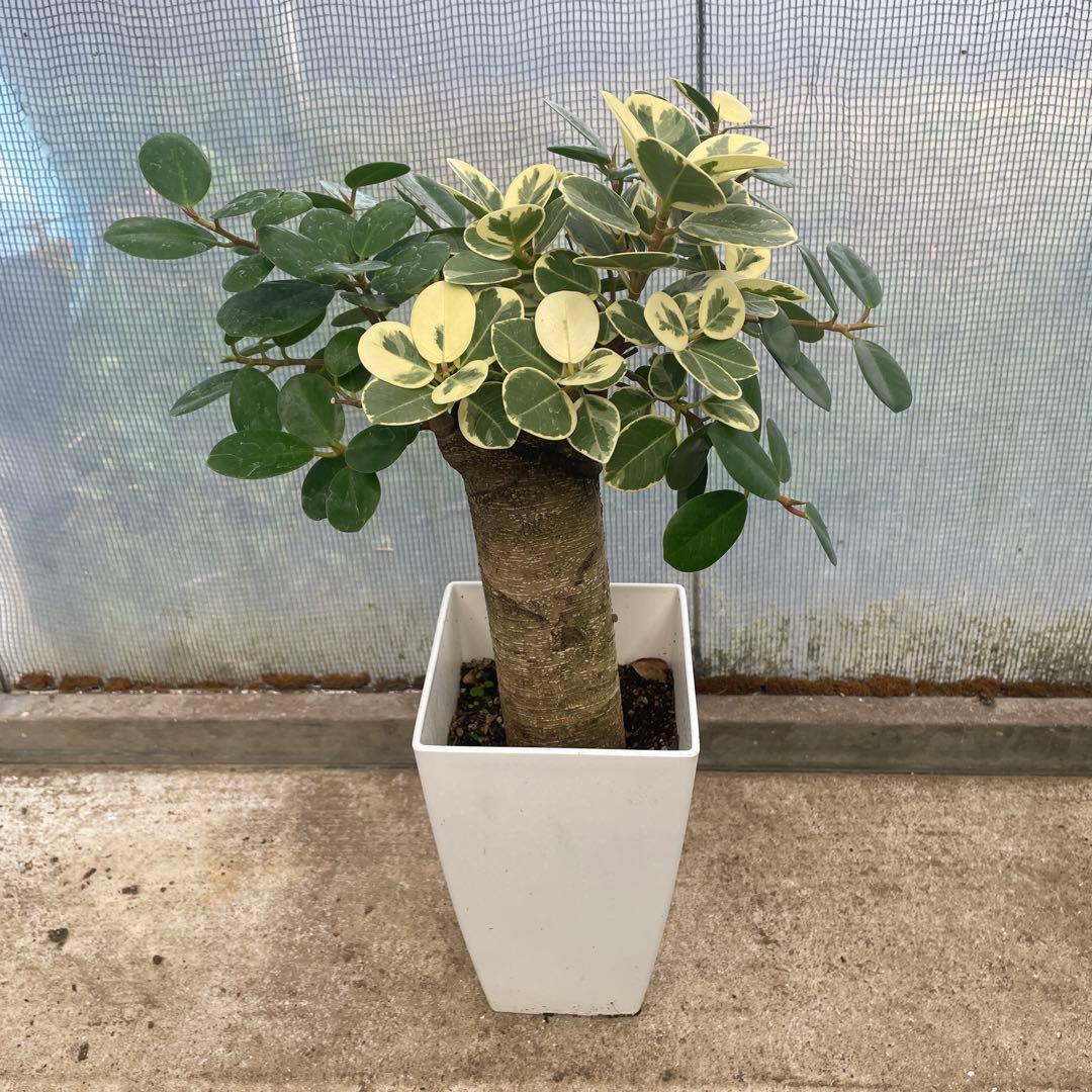 パンダガジュマル 斑入り - メルカリ