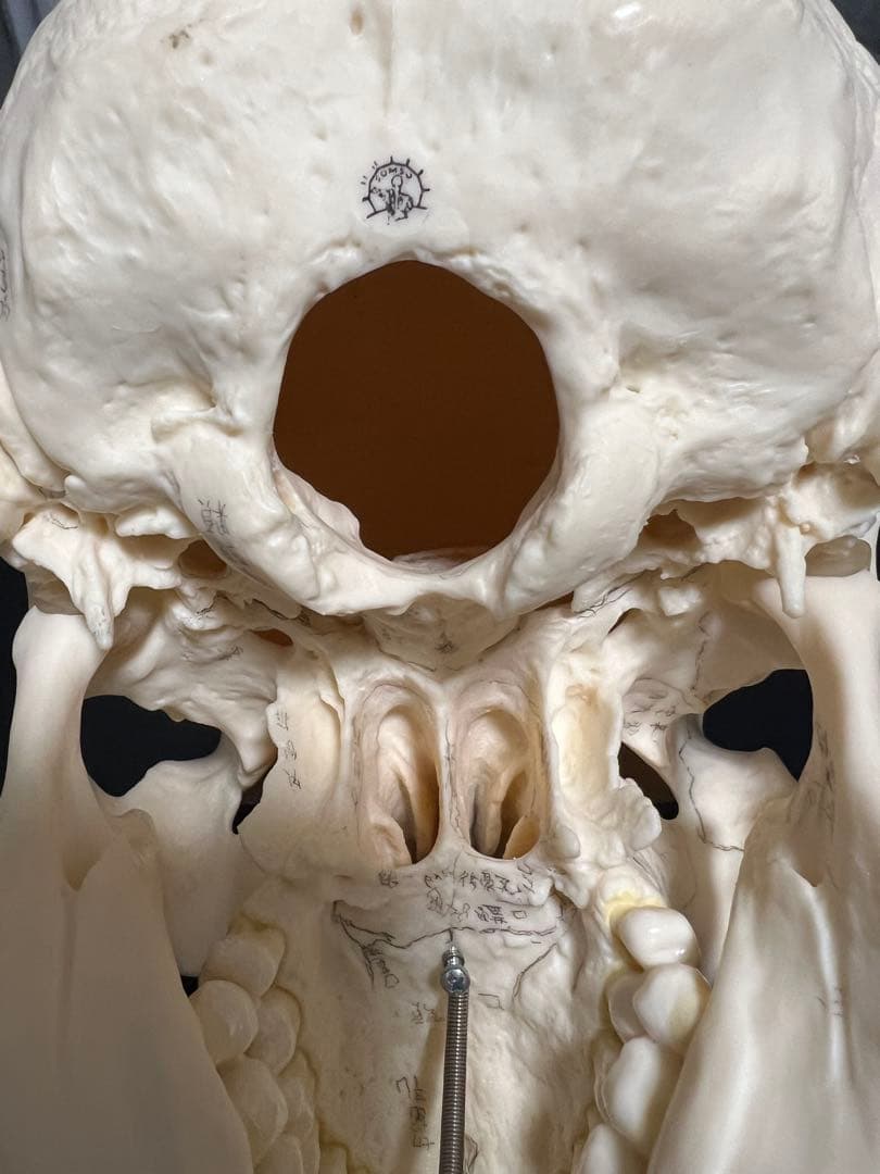 SOMSO]頭蓋骨模型 - メルカリ
