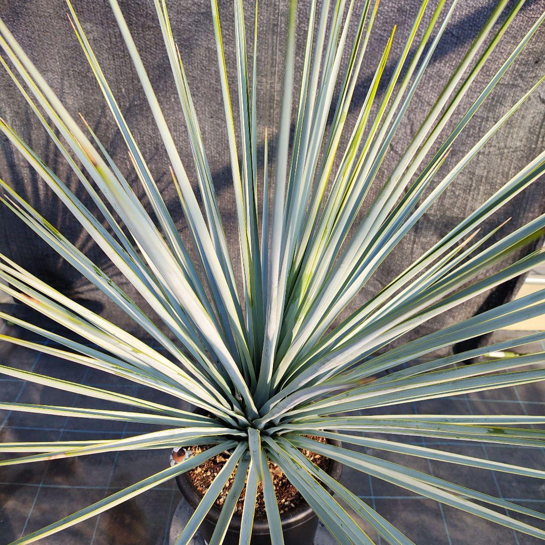 ユッカ リギダ Hybridの通販はau PAY マーケット - 輸入雑貨のネット