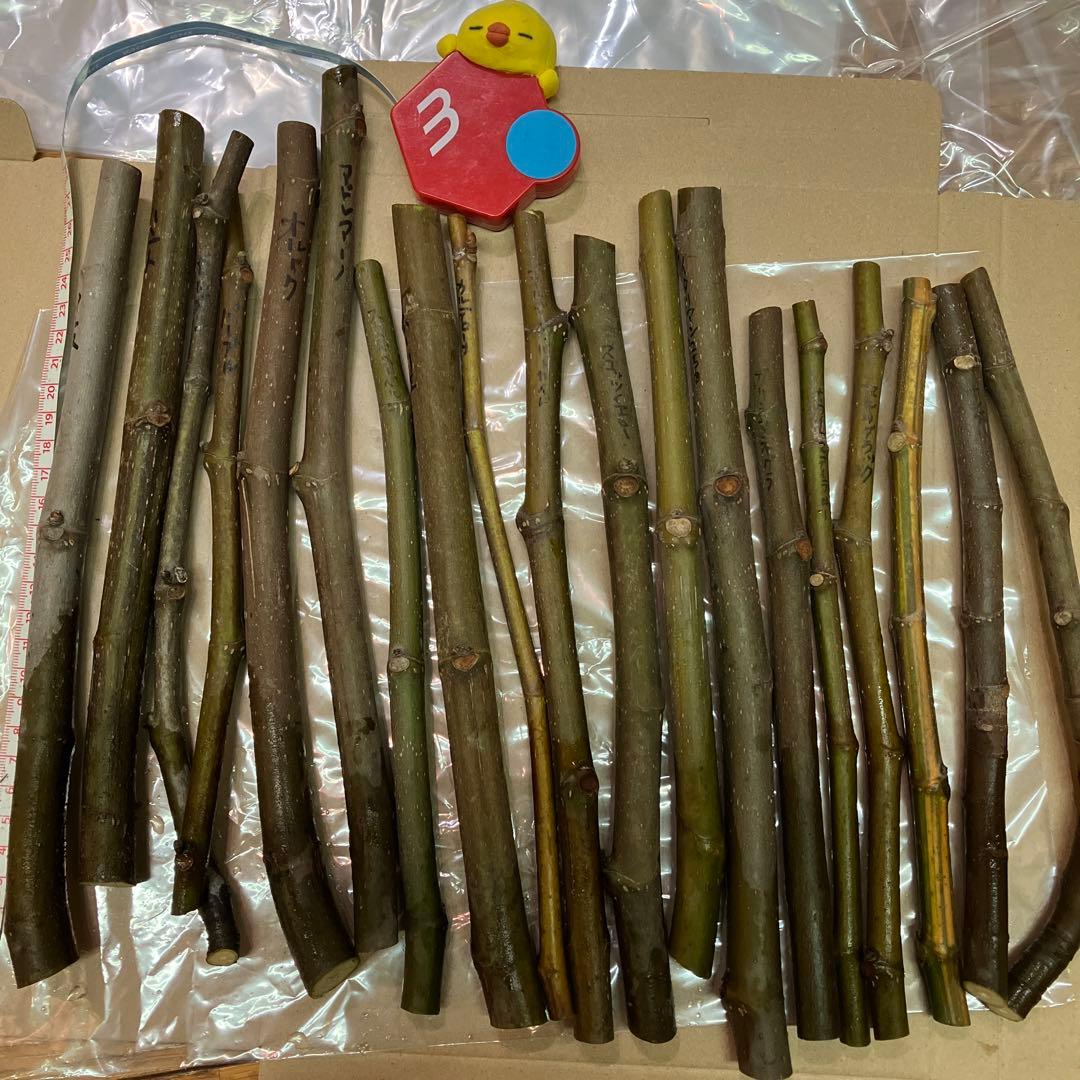 17 くろいわ様　イチジク穂木　19種 17 くろいわ様 イチジク穂木 19種 17 くろいわ様 イチジク穂木 19種