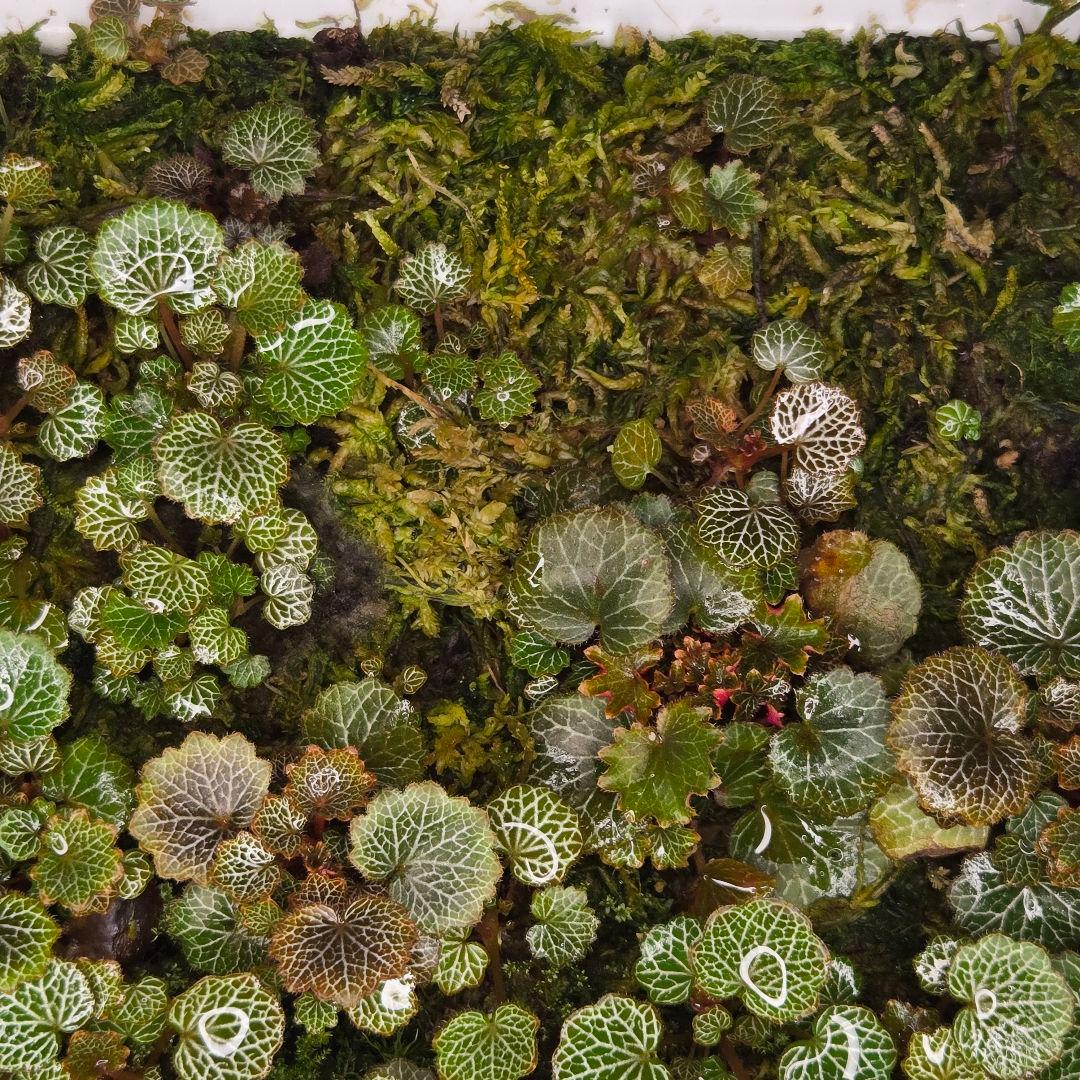 参考出品用・超豪華種親特盛✨️八房姫ユキノシタ✨️