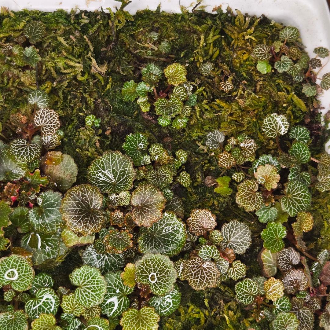 参考出品用・超豪華種親特盛✨️八房姫ユキノシタ✨️