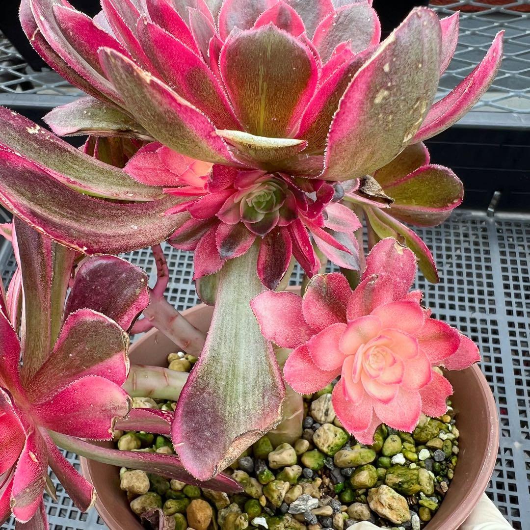 超レア新品種 アエオニウム 黒魔錦(群生) 法師錦 (大株) - メルカリ