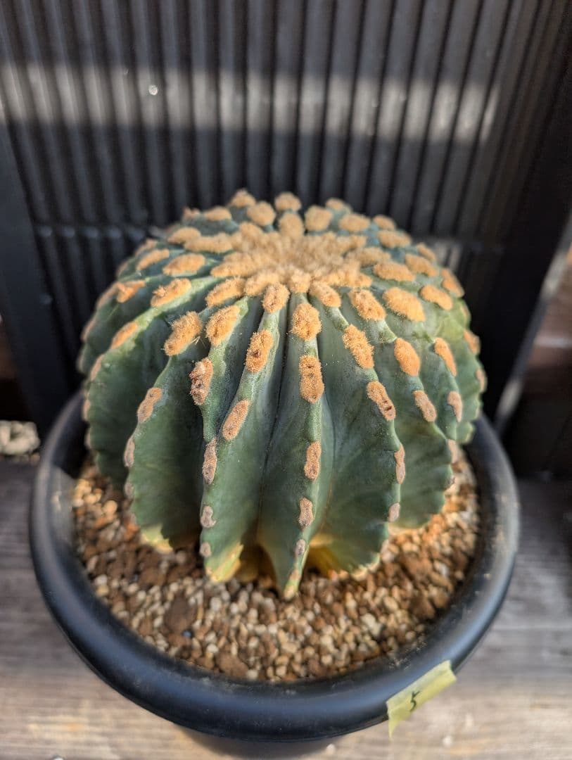 Omc Labo】極上5 2株セット フェロカクタス刺無王冠竜 希少 サボテン