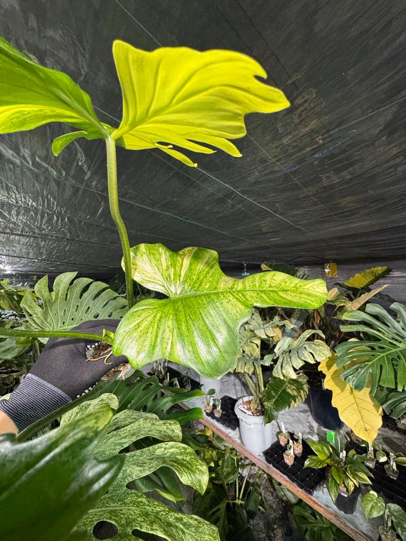 N1 フィロデンドロン キティナ 健康カット苗