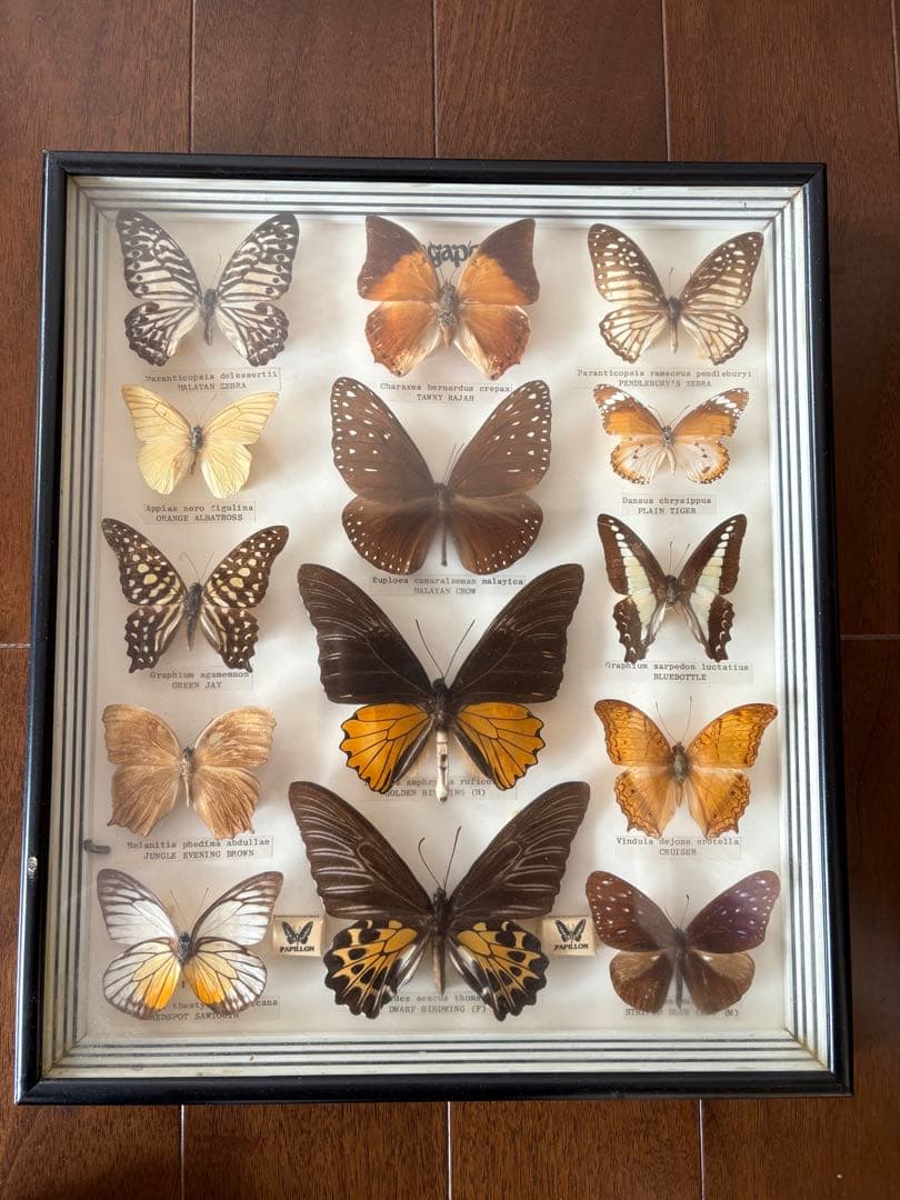 久田♡蝶の標本 12種 フレーム入り Amazon.co.jp: KESYOO 蝶の標本 フォトフレーム 標本展示枠 蝶