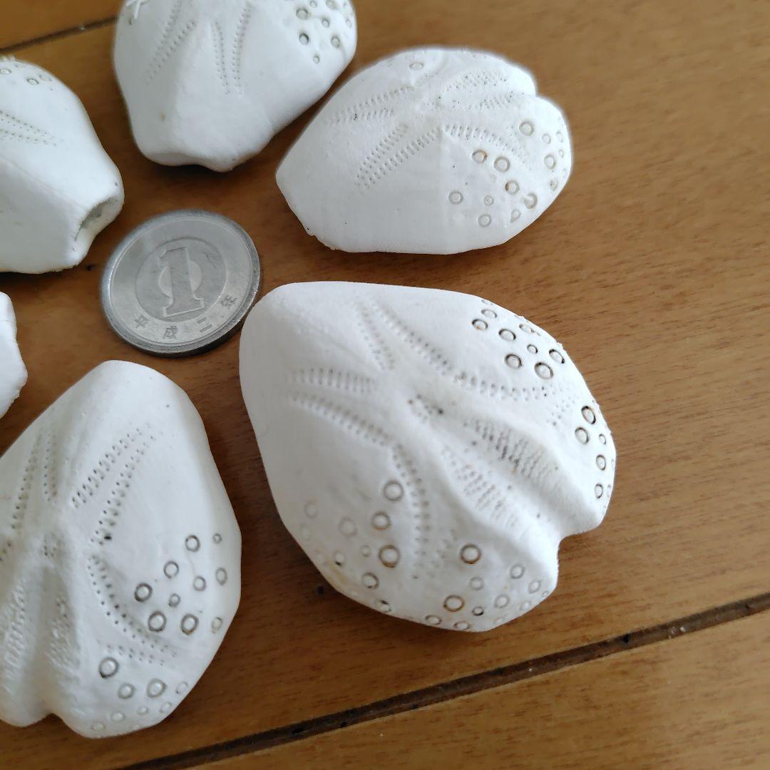 ヒラタブンブク ブンブク ウニ殻 標本 ビーチコーミング - メルカリ