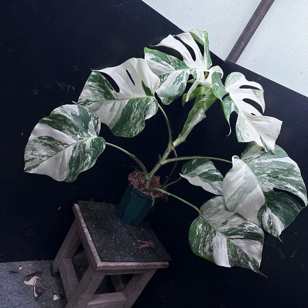 斑入りモンステラ ホワイトタイガー極美大株64cm白斑多 - メルカリ