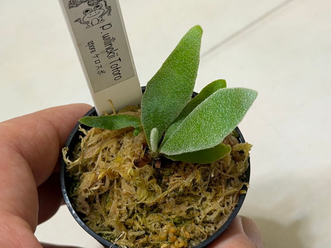 willinckii totoro トトロ spore ymds ビカクシダ - メルカリ