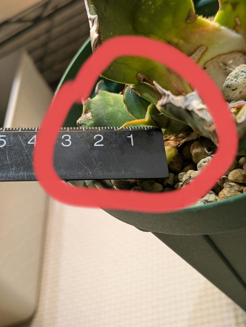 元*様 アガベ オアハカ現地球 子株 コヨーテ産