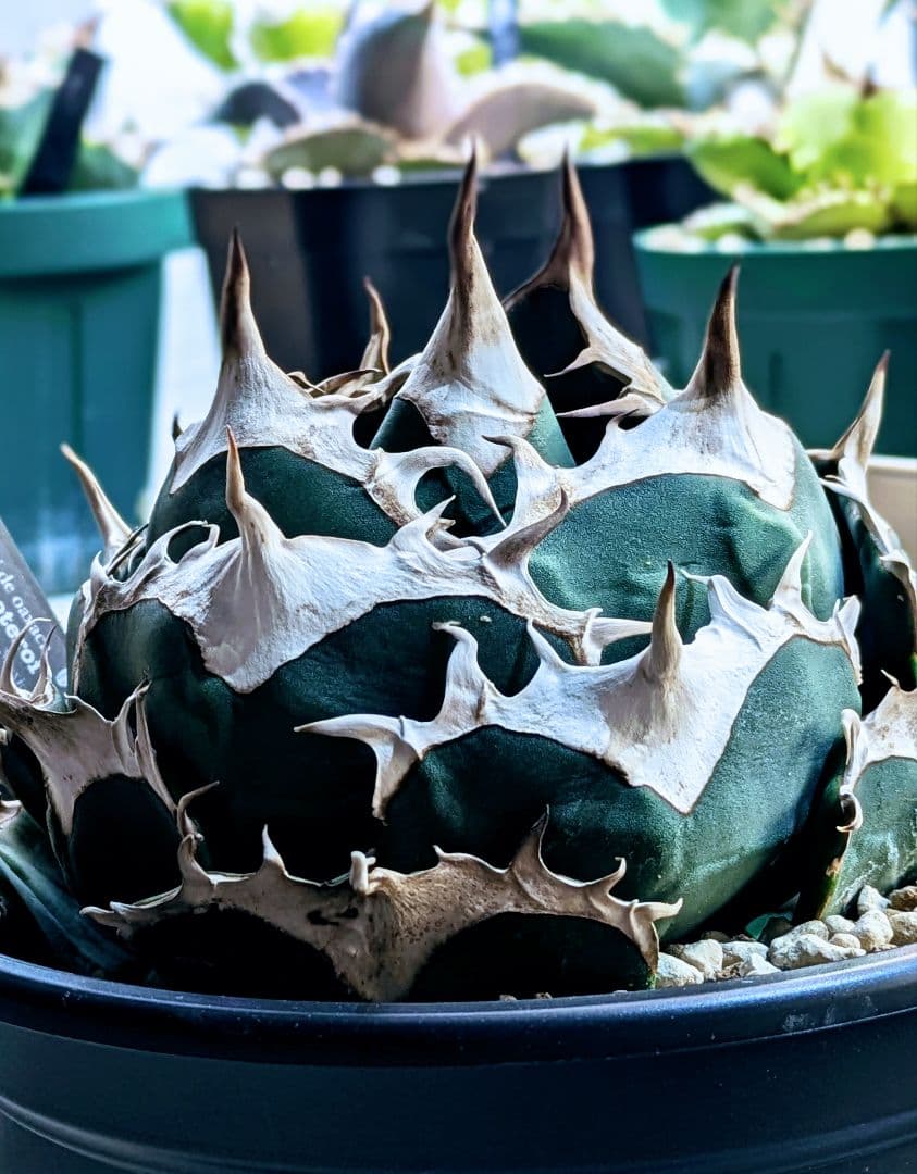 元*様 アガベ オアハカ現地球 子株 コヨーテ産