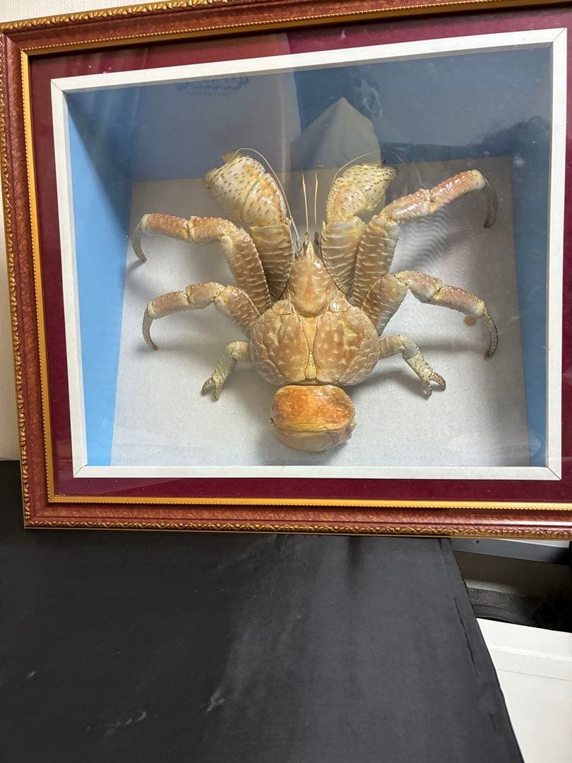 ヤシガニ ヤシガニ全解説 - One's habitat