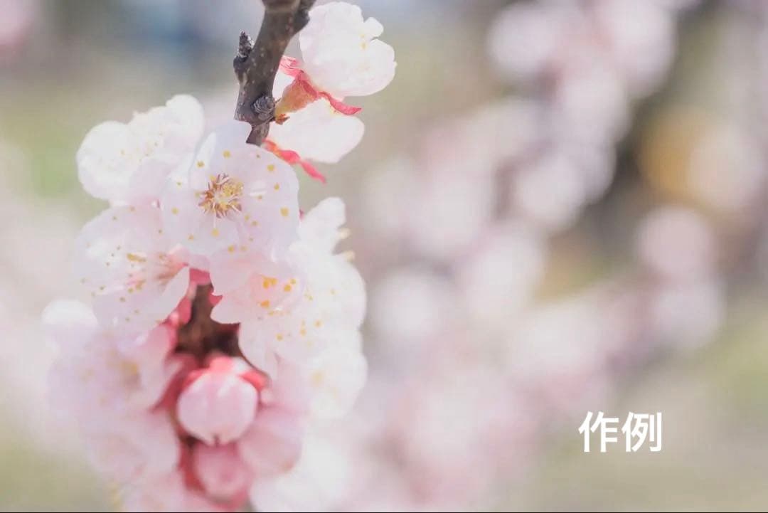 タイムセール⬜️Nikon Z 5 ボディ（即発送可能）⬜️ - メルカリ