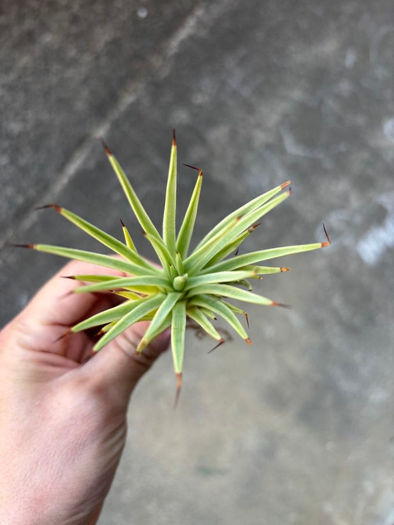 アガベ 姫吹上錦 白覆輪 ナナ レア株 - メルカリ