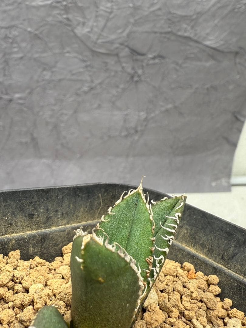 アガベ チタノタ「麻花龍」子株 極上強棘 ブツブツ 特選株 - メルカリ