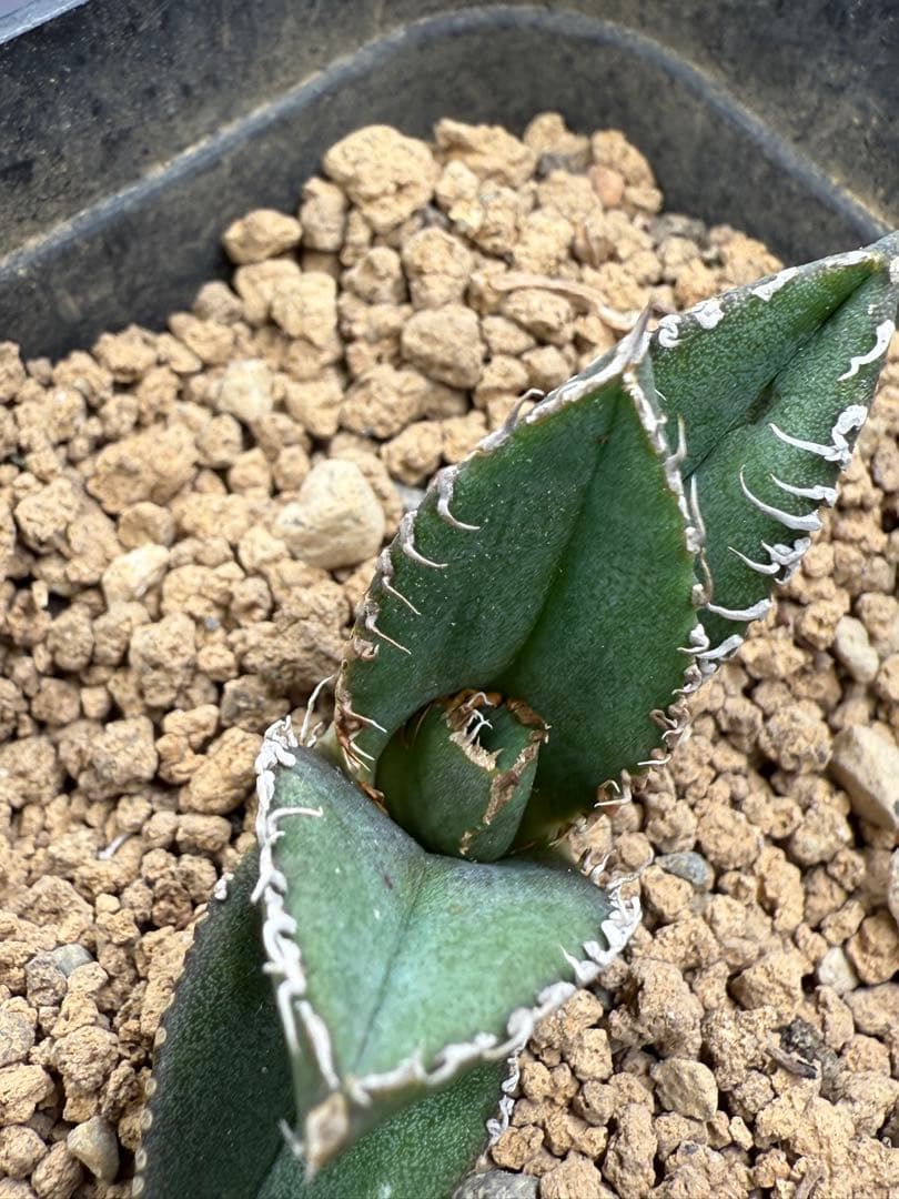 アガベ チタノタ「麻花龍」子株 極上強棘 ブツブツ 特選株 - メルカリ