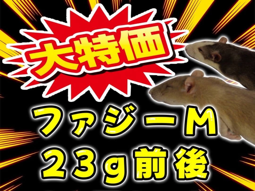 冷凍ラット 23g前後 80匹セット 国産 冷凍ラット80~90g 5匹セット